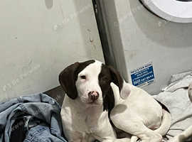 Pointer x bulldog puppy