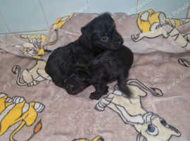 1 girl and 2 boys available
