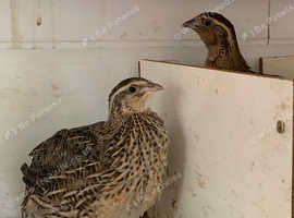 Jumbo Quails for sale £5 each