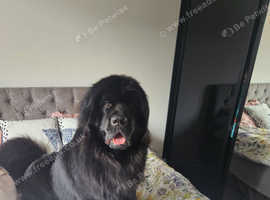 Adult newfoundland hot sale for sale