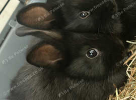 Two baby bunny's for sale