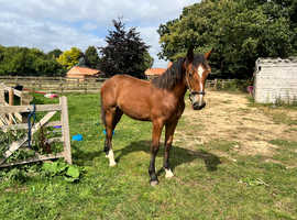 Yearling Filly 16.2hh+ Lusitano x Friesian x ID