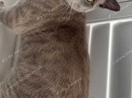 Grey British shorthair