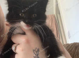 Oreo