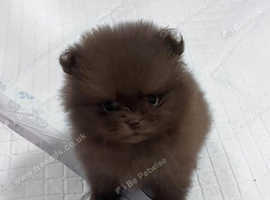 Kc reg Beautiful chocolate Pomeranians