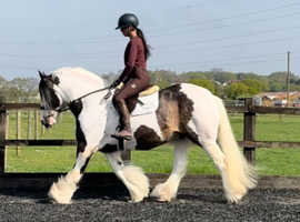Gorgeous super safe gelding