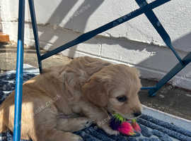 Lha cocker mix