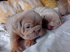 TOP-TIER BRITISH BULLDOG PUPS