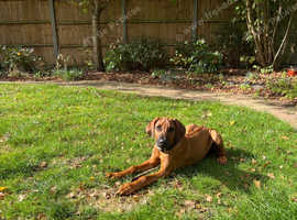 Rhodesian Ridgeback X Dobermann