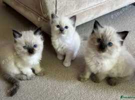 Purebred Ragdoll Kittens for sale