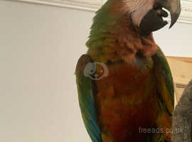 Stunning Talking Beautiful Rare Shamrock Macaw Parrot,2