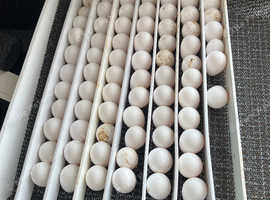 Bob white quail hatching eggs