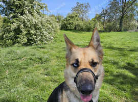 German shepherd cross husky