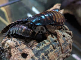 Madagascan Hissing Cockroaches for Sale