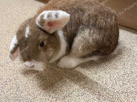 3 rabbits to rehome