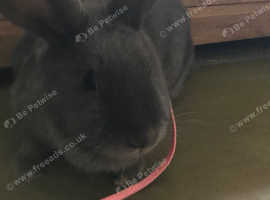 2 female rabbits for sale with hutch