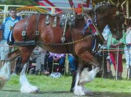 Livery/ stables & grazing wanted