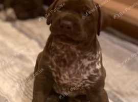 Pointer bay best sale puppies for sale