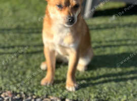 Jack Russell cross Chihuahua