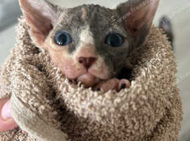 Canadian sphynx