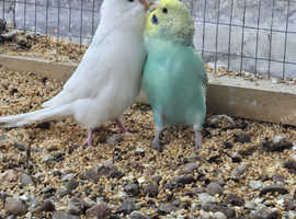 Super hand tamed budgies available for sale