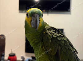 Blue fronted Amazon parrot