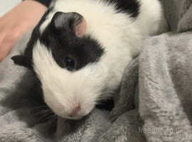 2 beautiful baby Guinea pigs for sale