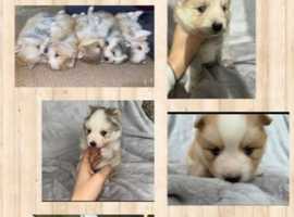 DNA Health checked Pomsky puppies (miniature siberian huskies)
