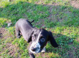 Female cocker spaniel pup