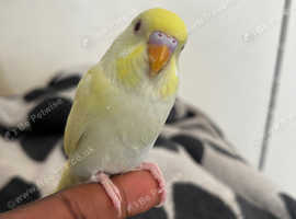 Tamed baby budgie