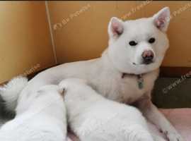 Japanese Akita Pure White Puppies