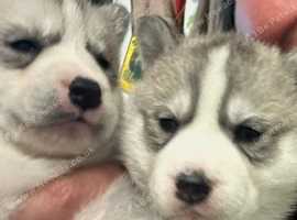 Siberian huskies husky full pedigree