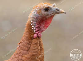 Bourbon red turkey eggs for hatching