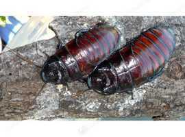 Madagascar Hissing Cockroach x 10 mixed ages including adults