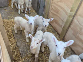 CADE BOTTLE FED LAMBS TEXEL AND CHAROLAIS X