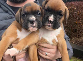 3 Tan & 1 brindle Boxer pups for sale...