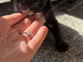 Old tyme English x cane corso