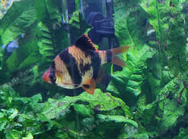 Tiger Barb & Green Tiger Barb For Sale
