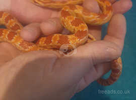 Juvenile corn snake with brand new faunarium