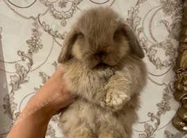 Gorgeous Mini Lop Baby's