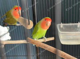 Lovebirds