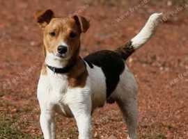 Cumbreck store jack russell