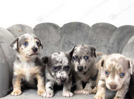 Jack Russell Puppies Litter Of Blue Merle/lilca Merle Russells in ...