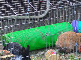 Rabbit
