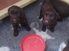Chocolate wcs puppies