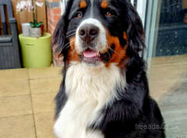 Bernese Mountain Dog 11-month-old