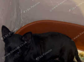 Scottish terrier puppy's