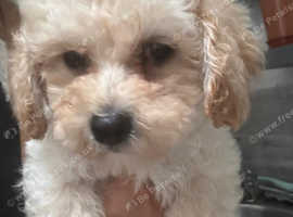 Gorgeous Poochon Girl