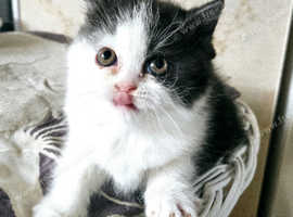 Pedigree Selkirk Rex kittens for sale