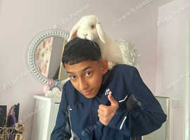 White mini lop for sale